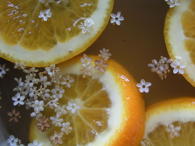 Elderflower cordial haiku