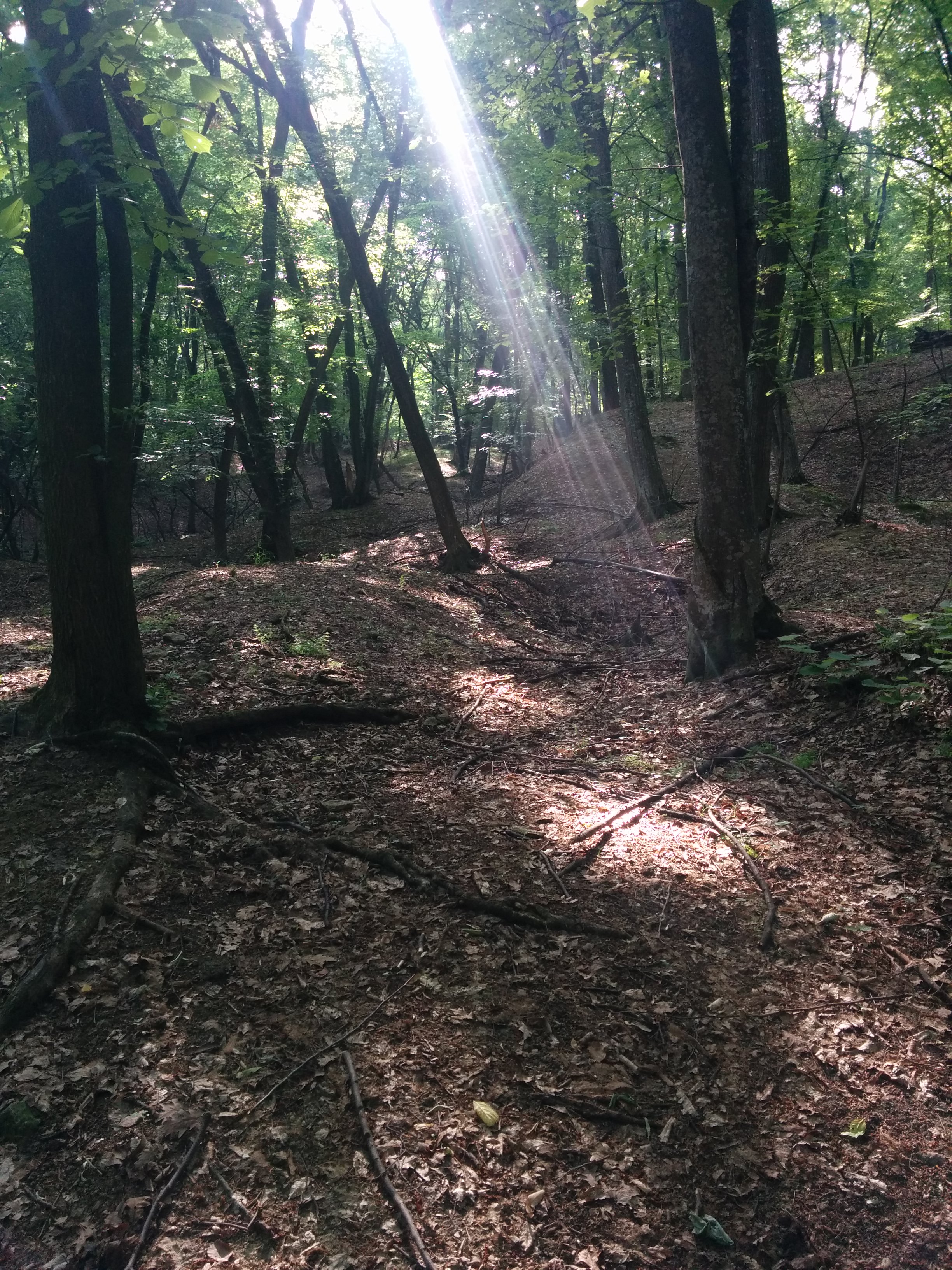 Forest light in Iasi, Romania