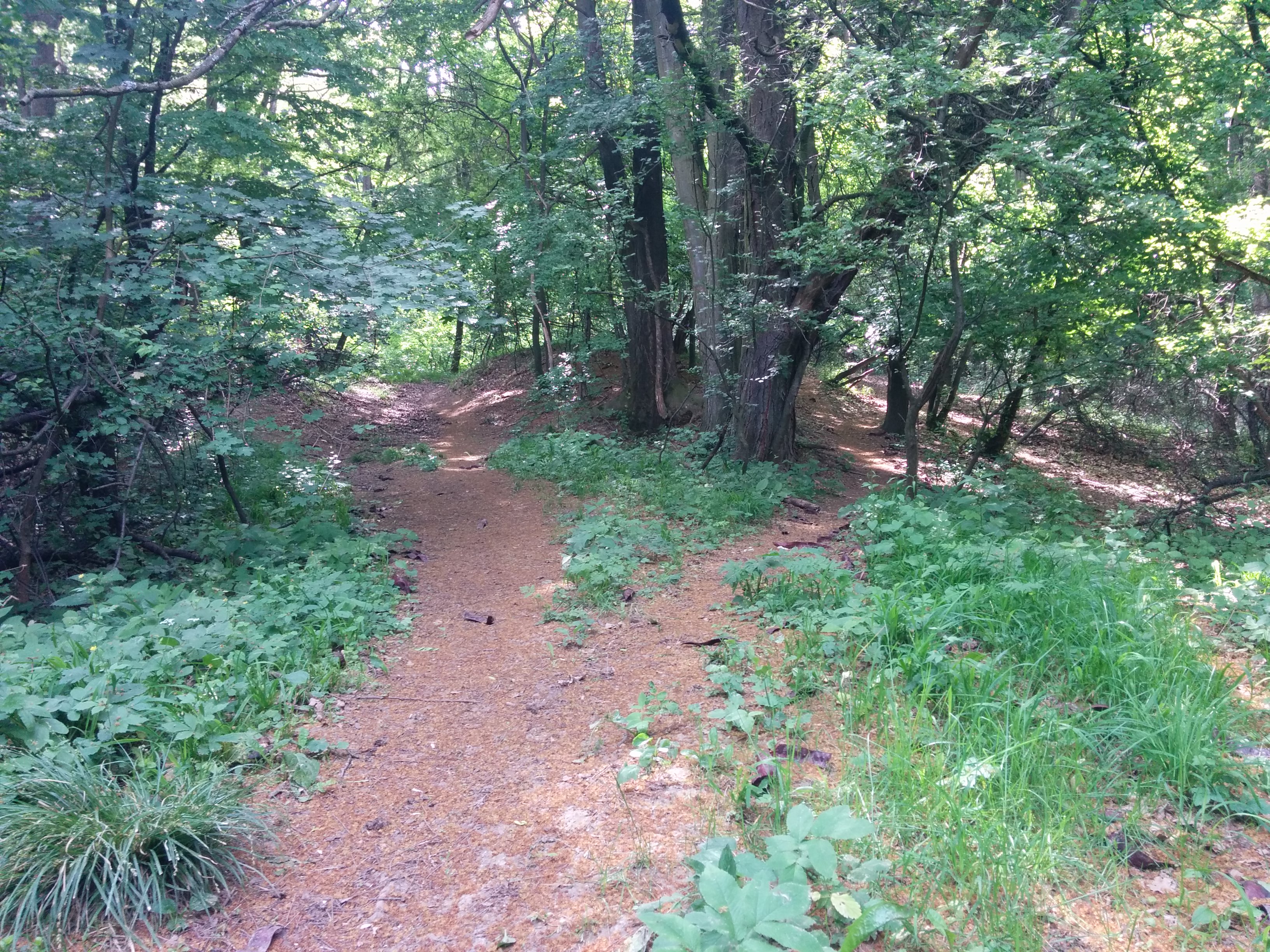 Forest crossroad in Iasi, Romania