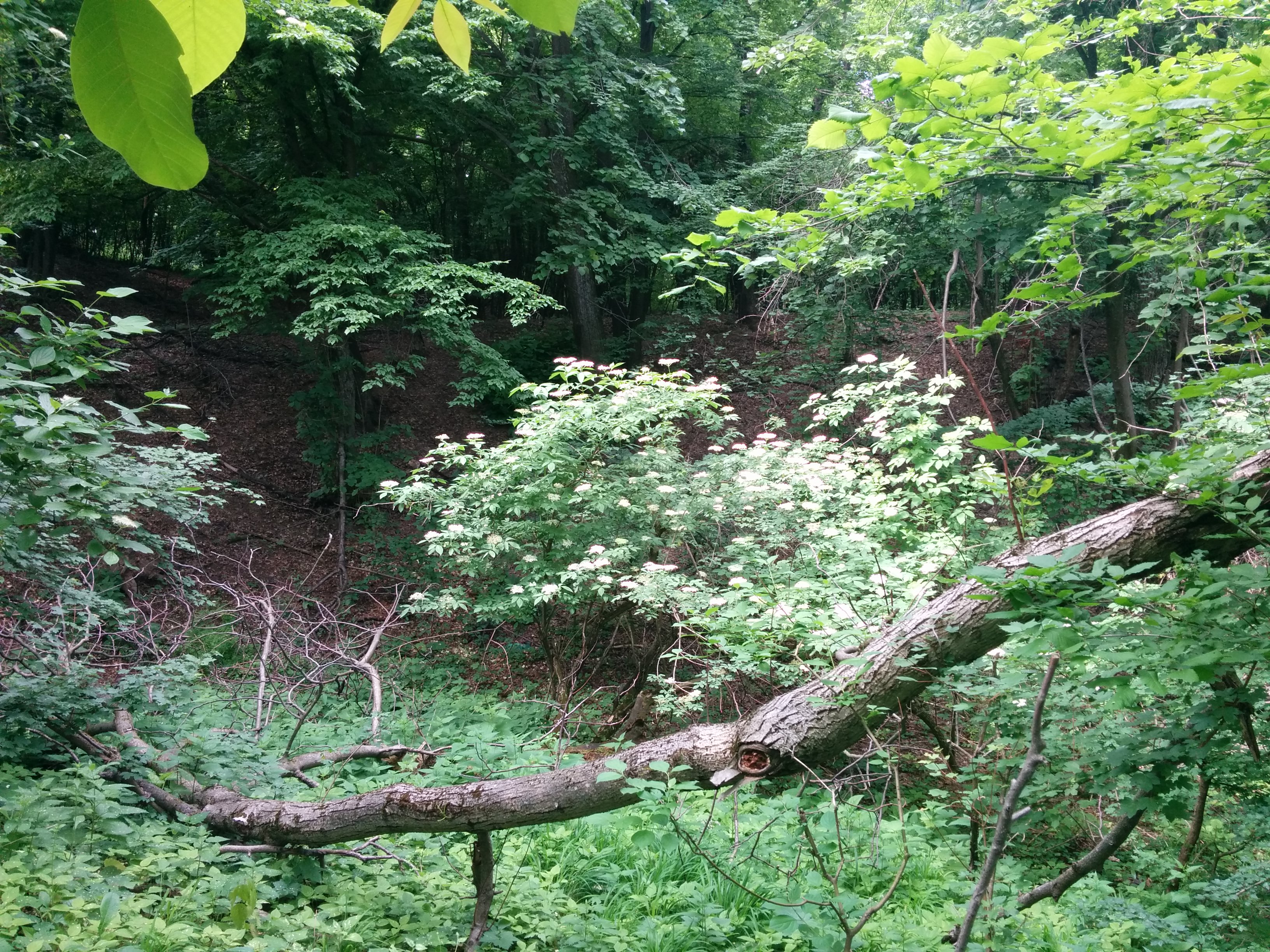 Elderflowers in the forest, Iasi, Romania