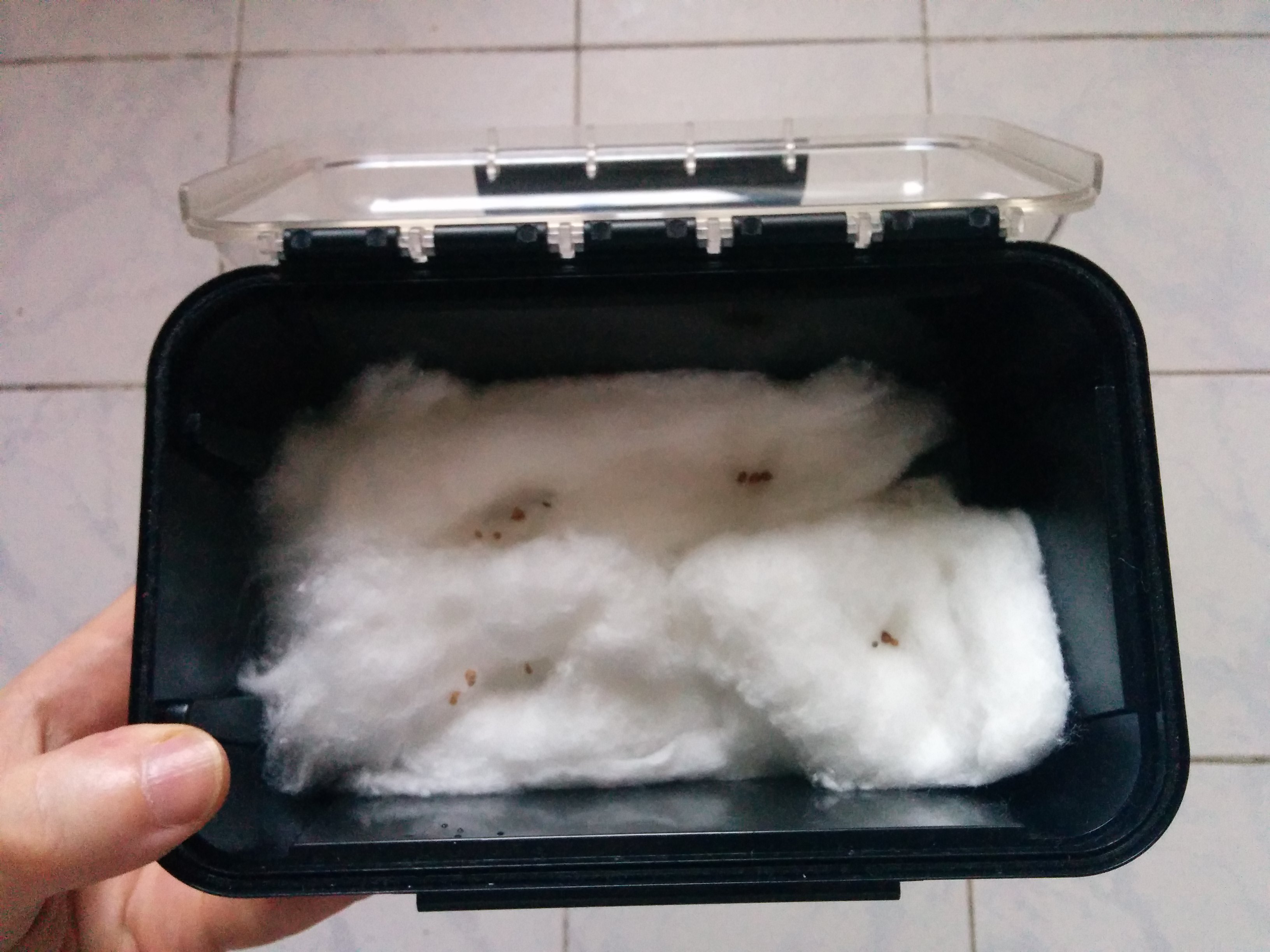 Cotton Bed for Seeds - Hydroponics
